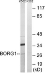 Western blot of extracts from K562 cells, using BORG1 Antibody. The lane on the right is treated with the synthesized peptide.