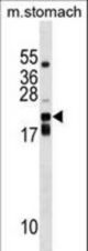 CDC42EP2 Antibody western blot of mouse stomach tissue lysates (35 ug/lane). The CDC42EP2 antibody detected the CDC42EP2 protein (arrow).