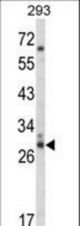 Western blot of CDC42EP3 Antibody in 293 cell line lysates (35 ug/lane). CDC42EP3 (arrow) was detected using the purified antibody.