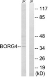 Western blot of extracts from Jurkat cells, using BORG4 Antibody. The lane on the right was incubated with synthetic peptide.