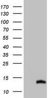 HEK293T cells were transfected with the pCMV6-ENTRY control (Left lane) or pCMV6-ENTRY CDC42SE2 (Right lane) cDNA for 48 hrs and lysed. Equivalent amounts of cell lysates (5 ug per lane) were separated by SDS-PAGE and immunoblotted with anti-CDC42SE2 (1:2000).