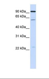 Hela cell lysate. Antibody concentration: 1.0 ug/ml. Gel concentration: 12%.