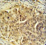 CDC45L Antibody IHC of formalin-fixed and paraffin-embedded testis tissue followed by peroxidase-conjugated secondary antibody and DAB staining.