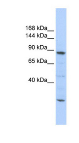 CDC5L antibody LS-C101835 Western blot of 721_B cell lysate.