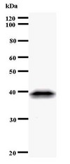 Western blot of immunized recombinant protein using CDC5L antibody.
