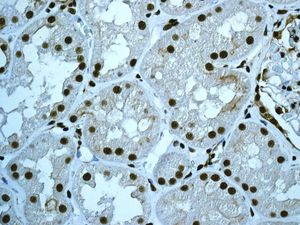 IHC of paraffin-embedded human kidney tissue using anti-CDC5L antibody.