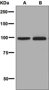 Western blot analysis on (A) fetal brain and (B) HeLa lysates using anti-CDC5L antibody.