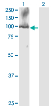 Western Blot analysis of CDC5L expression in transfected 293T cell line by CDC5L monoclonal antibody (M08), clone 3C12.Lane 1: CDC5L transfected lysate(92.3 KDa).Lane 2: Non-transfected lysate.