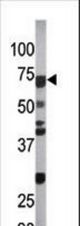 The anti-Phospho-CDC6-S54 antibody is used in Western blot to detect Phospho-CDC6-S54 in Ramos tissue lysate