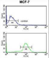 CDC73 Antibody flow cytometry of MCF-7 cells (bottom histogram) compared to a negative control cell (top histogram). FITC-conjugated goat-anti-rabbit secondary antibodies were used for the analysis.