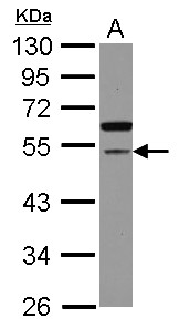 Sample (30 ug of whole cell lysate) A: U87-MG 10% SDS PAGE CDCA7L antibody diluted at 1:1000
