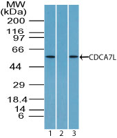 Western blot of CDCA7L/RAM2 in HCT-116 cell lysate in the 1) absence and 2) presence of immunizing peptide and 3) NIH 3T3 cell lysate using LS-C148695 at 4 ug/ml and 2 ug/ml, respectively. Goat anti-rabbit Ig HRP secondary antibody, and PicoTect ECL substrate solution, were used for this test.