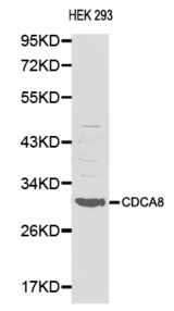 Western blot analysis of HEX293 cell lysate using CDCA8 antibody.