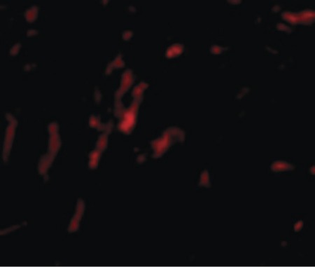 Immunofluorescence of CDCA8 in Rat Kidney cells with CDCA8 antibody at 20 ug/ml.