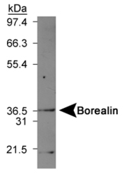 Borealin Antibody - Western blot on mouse kidney lysate.