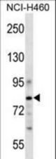 CDCP1 Antibody western blot of NCI-H460 cell line lysates (35 ug/lane). The CDCP1 antibody detected the CDCP1 protein (arrow).