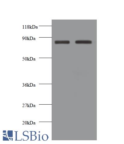 Western blot of Cadherin-12 antibody at 2 ug/ml. Lane 1: EC109 whole cell lysate. Lane 2: 293T whole cell lysate. Secondary: Goat polyclonal to rabbit IgG at 1:10000 dilution. Predicted band size: 87 kDa. Observed band size: 87 kDa.