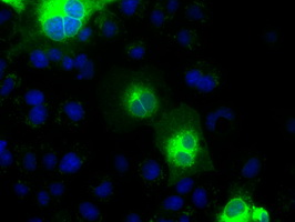 Anti-CDH13 mouse monoclonal antibody immunofluorescent staining of COS7 cells transiently transfected by pCMV6-ENTRY CDH13.