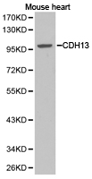 Western blot of extracts of mouse heart cell lines, using CDH13 antibody.
