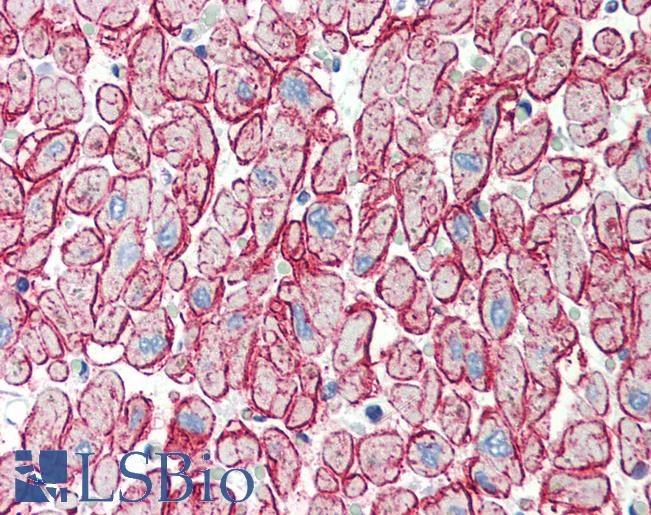 Anti-H Cadherin antibody IHC of human heart. Immunohistochemistry of formalin-fixed, paraffin-embedded tissue after heat-induced antigen retrieval. Antibody LS-B481 concentration 5 ug/ml.