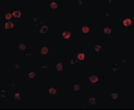 Immunofluorescence of T-cadherin in 3T3 cells with T-cadherin antibody at 2 ug/ml.