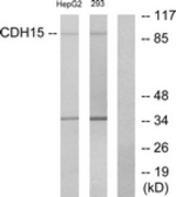 Western blot of extracts from HepG2/293 cells, using CDH15 Antibody. The lane on the right is treated with the synthesized peptide.