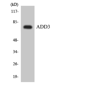 Western blot of the lysates from HT-29 cells using ADD3 antibody.