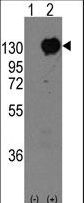 Western blot of CDH15 (arrow) using rabbit polyclonal CDH15 Antibody. 293 cell lysates (2 ug/lane) either nontransfected (Lane 1) or transiently transfected with the CDH15 gene (Lane 2) (Origene Technologies).