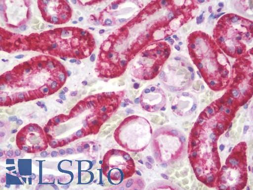 Anti-CDH16 / Cadherin 16 antibody IHC staining of human kidney. Immunohistochemistry of formalin-fixed, paraffin-embedded tissue after heat-induced antigen retrieval. Antibody LS-B10550 dilution 1:100.
