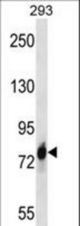 CDH16 Antibody western blot of 293 cell line lysates (35 ug/lane). The CDH16 antibody detected the CDH16 protein (arrow).