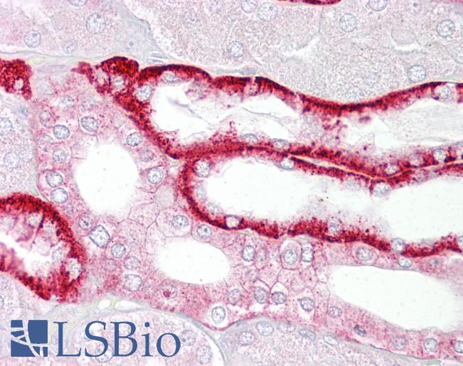 Anti-Cadherin 16 antibody IHC of human kidney. Immunohistochemistry of formalin-fixed, paraffin-embedded tissue after heat-induced antigen retrieval. Antibody LS-B6823 concentration 5 ug/ml.