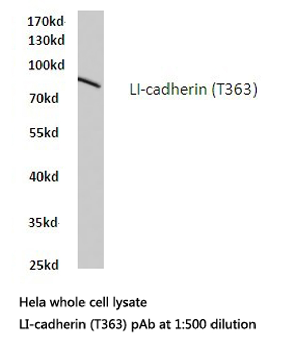 Western blot of LI-cadherin (T363) pAb in extracts from HeLa cells.