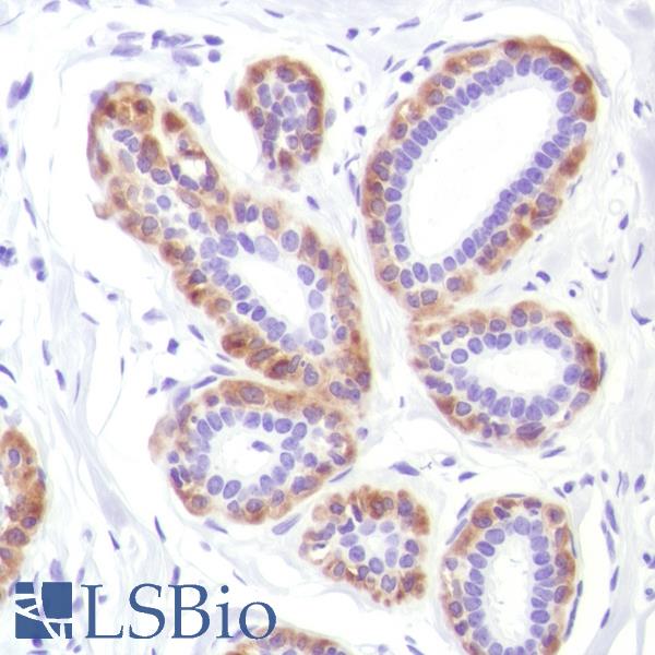 Immunohistochemistry of Human Breast stained with anti-Calponin-1 antibody