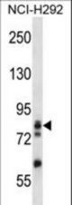 ADD3 Antibody western blot of NCI-H292 cell line lysates (35 ug/lane). The ADD3 antibody detected the ADD3 protein (arrow).