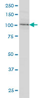 CDH18 monoclonal antibody, clone 6F7 Western blot of CDH18 expression in HeLa.
