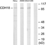 Western blot of extracts from HeLa/A549/COLO205 cells, using CDH18 Antibody. The lane on the right is treated with the synthesized peptide.