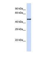 Western blot of Human HepG2. CDH19 antibody dilution 1.0 ug/ml.