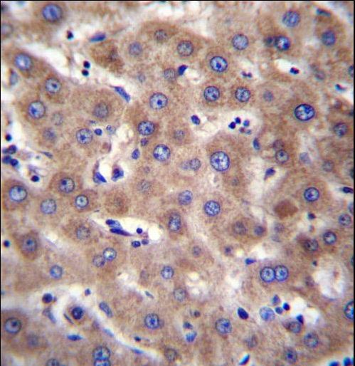 CDH19 Antibody immunohistochemistry of formalin-fixed and paraffin-embedded human liver tissue followed by peroxidase-conjugated secondary antibody and DAB staining.