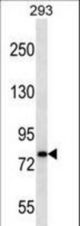 CDH19 Antibody western blot of 293 cell line lysates (35 ug/lane). The CDH19 antibody detected the CDH19 protein (arrow).