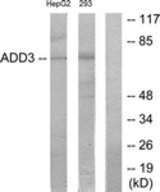 Western blot of extracts from HepG2/293 cells, using ADD3 Antibody. The lane on the right is treated with the synthesized peptide.