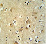 CDH20 Antibody IHC of formalin-fixed and paraffin-embedded brain tissue followed by peroxidase-conjugated secondary antibody and DAB staining.