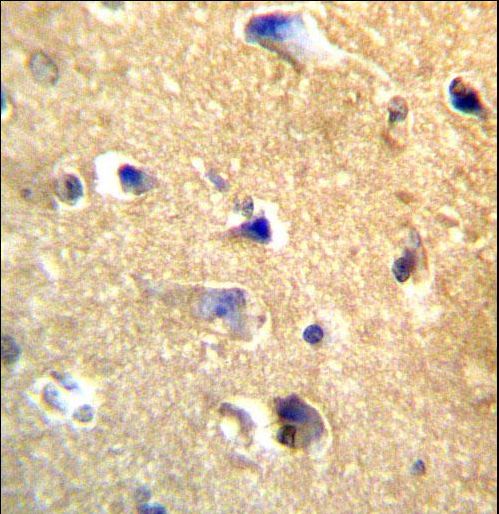 CDH22 Antibody immunohistochemistry of formalin-fixed and paraffin-embedded human brain tissue followed by peroxidase-conjugated secondary antibody and DAB staining.