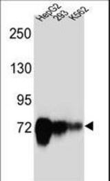 CDH22 Antibody western blot of HepG2,293,K562 cell line lysates (35 ug/lane). The CDH22 antibody detected the CDH22 protein (arrow).