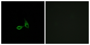 Immunofluorescence of HepG2 cells, using CDH24 Antibody. The picture on the right is treated with the synthesized peptide.