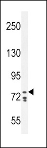 CDH24 Antibody western blot of K562 cell line lysates (35 ug/lane). The CDH24 antibody detected the CDH24 protein (arrow).
