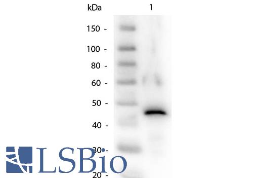 Western Blot of Alcohol Dehydrogenase Antibody. Lane 1: Alcohol Dehydrogenase. Load: 50ng per lane. Primary antibody: Alcohol Dehydrogenase Antibody at 1:1,000 overnight at 4 degrees C. Secondary antibody: Peroxidase Conjugated Rabbit secondary antibody at 1:40,000 for 30 min at RT. Block: MB-070 Blocking Buffer for 30 min at RT. Predicted/Observed size: 37kDa, 45kDa.