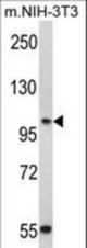 Western blot of CDH3 Antibody in NIH-3T3 cell line lysates (35 ug/lane). CDH3 (arrow) was detected using the purified antibody.