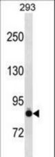 CDH6 Antibody western blot of 293 cell line lysates (35 ug/lane). The CDH6 antibody detected the CDH6 protein (arrow).