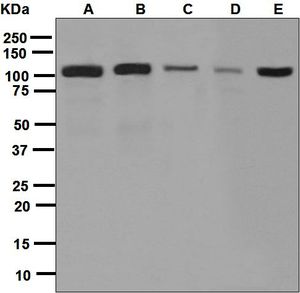 Western blot analysis on (A) 293T, (B) U87-MG, (C) human testis, (D) NIH/3T3, and (E) Caco-2 lysates using anti-Cadherin-9 antibody.