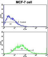 Flow cytometric of MCF-7 cells using CDH9 Antibody (bottom histogram) compared to a negative control cell (top histogram). FITC-conjugated goat-anti-rabbit secondary antibodies were used for the analysis.